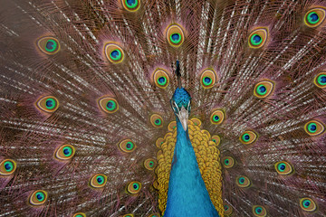 Obraz premium Peacock to spread his tail, showing its feathers. Close up portrait of peacock