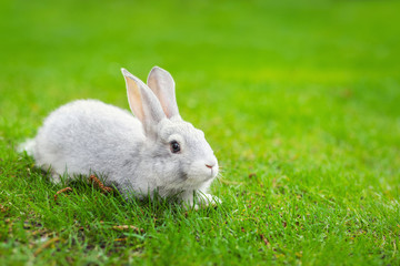 Cute adorable white fluffy rabbit sitting on green grass lawn at backyard. Small sweet bunny walking by meadow in green garden on bright sunny day. Easter nature and animal background