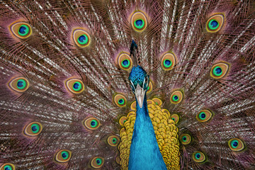 Peacock to spread his tail, showing its feathers. Close up portrait of peacock