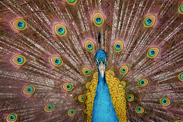 Obraz premium Peacock to spread his tail, showing its feathers. Close up portrait of peacock