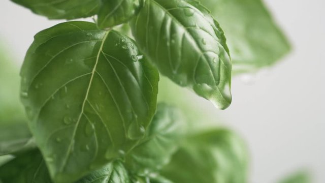 Water droplet coming down from fresh basil leaf. Slow Motion. 