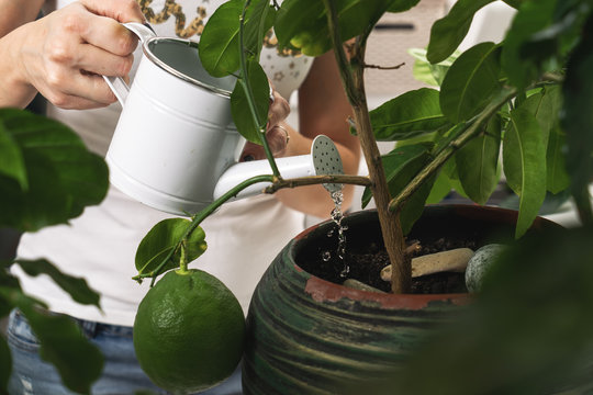 Home Gardening: Close-up Of Hands, A Girl Watering A Pot Of Indoor Plant From A Watering Can.