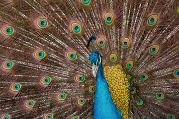 Obraz premium Peacock to spread his tail, showing its feathers. Close up portrait of peacock