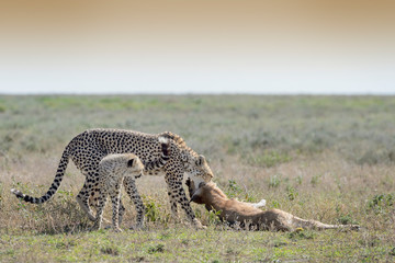 Female Cheetah (Acinonyx jubatus) mother with cub pulling a just killed wildebeest (Connochaetes taurinus) calf, Ngorongoro conservation area, Tanzania.