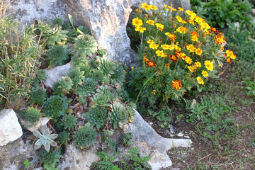 Succulents and yellow flowers in a beautiful garden, illuminated by sunlight. Selective focus.