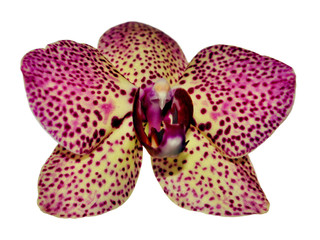 Beautiful pink spotted orchid isolated on a white background