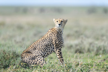 Cheetah (Acinonyx jubatus) sitting on savanna, Ngorongoro conservation area, Tanzania.