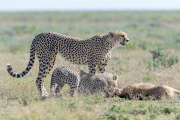 Female Cheetah (Acinonyx jubatus) mother with cub feeding on a just killed wildebeest (Connochaetes taurinus) calf, Ngorongoro conservation area, Tanzania.