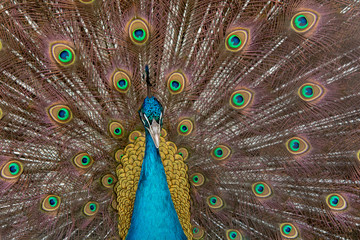 Obraz premium Peacock to spread his tail, showing its feathers. Close up portrait of peacock