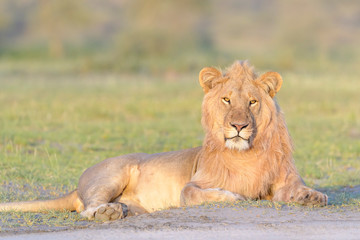 Male lion (Panthera leo) lying down on savanna at sunrise, looking at camera, Ngorongoro conservation area, Tanzania.