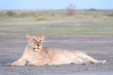 Lioness (Panthera leo) lying down on savanna at sunrise, Ngorongoro conservation area, Tanzania.