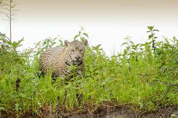 Naklejka na ściany i meble Jaguar (Panthera onca) walking on riverbank, looking at camera, Pantanal, Mato Grosso, Brazil