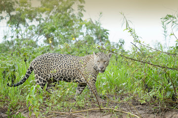 Jaguar (Panthera onca) walking on riverbank, looking at camera, Pantanal, Mato Grosso, Brazil