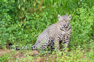 Jaguar (Panthera onca) sitting on riverbank in jungle, looking at camera, Pantanal, Mato Grosso, Brazil