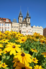 Travel background, Summer image of yellow flowers in front of Church of Our Lady before Tyn in Prague on a sunny day with blue sky