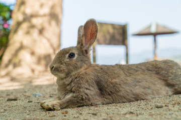Fototapeta premium 大久野島のウサギ