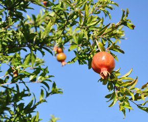 Ripe pomegranate fruit hanging on a tree branch against a blue sky. Beautiful orchard background