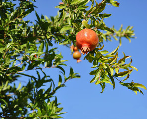 Ripe pomegranate fruit hanging on a tree branch against a blue sky. Beautiful orchard background