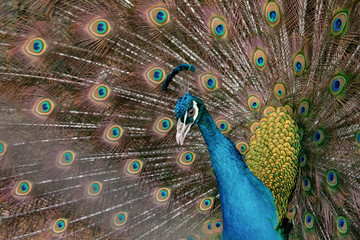 Obraz premium Peacock to spread his tail, showing its feathers. Close up portrait of peacock