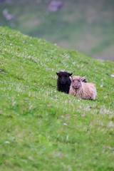 Wildlife in the Faroe Islands. Sheep on Vagar island. pretty little sheep