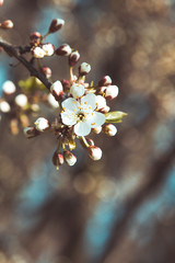 Spring blossom: branch of a blossoming tree on bokeh background. Background with flowers on a spring day.