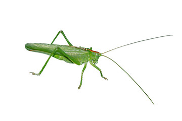 A big green locust isolated on a white background