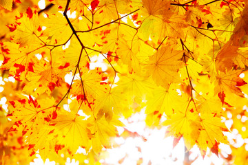 Beautiful autumn maple leaves in Japan