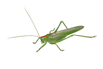A big green locust isolated on a white background