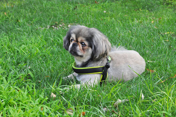 Pekingese dog lies on the grass. The dog is resting in the summer park.