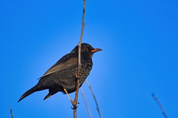 Schönes Porträt, männliche schwarze Amsel sitzt bei Sonnenschein und blauem Himmel als Hintergrund an einem senkrechten Zweig, Turdus merula