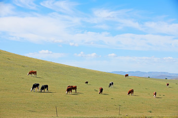 A herd of cattle are eating grass on the grassland