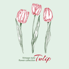 Spring flower tulips in red and green color on white background. Line engraving drawing illustration. Vintage style