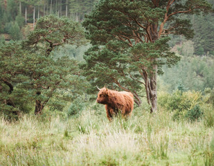 Scotland Highland Cow Standing in Green  Countryside Field with Trees