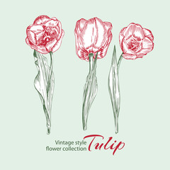Spring flower tulips in red and green color on white background. Line engraving drawing illustration. Vintage style