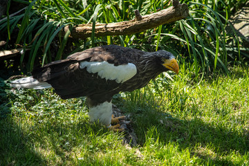 Steller's sea eagle, Haliaeetus pelagicus a large bird of prey lives in coastal northeastern Asia. Large yellow bill.
