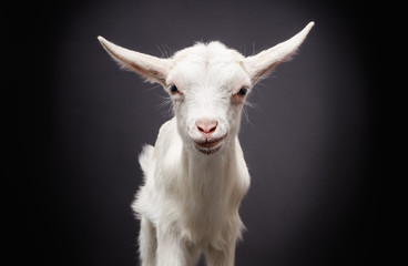 Portrait of a cute little white goat on black background