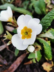 Fototapeta premium White Primrose