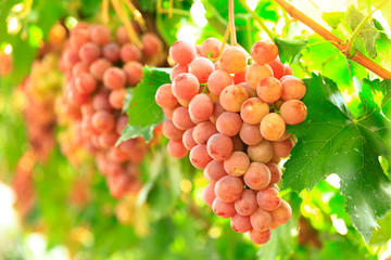 Ripe grapes in fall