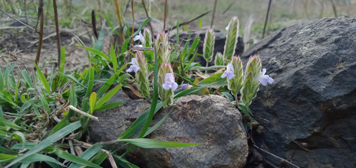 plants in the garden