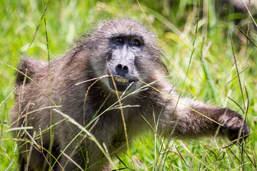Close up of a Baboon grabbing a blade of grass with it's hand and eating the upper part of it, South Africa