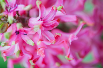 Fototapeta na wymiar pink hyacinth closeup, bright beautiful flower for cards, wallpapers.