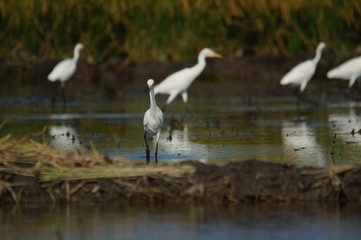Cattle egret (Bubulcus ibis) in the fields