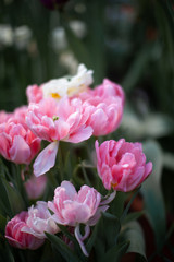 many pink tulips in the garden, blurred background, beautiful floral wallpaper.