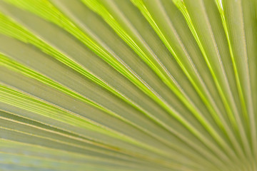 Detalle abstracto de las diagonales que forman una hoja de palmera