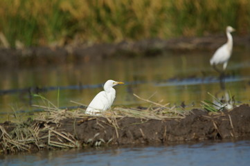 Cattle egret (Bubulcus ibis) in the fields