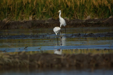 Cattle egret in the fields