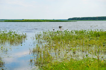  Ukraine. Pripyat-Stokhid Park. Like Lyubyaz. Pair of storks in water among reeds and yellow water lilies.