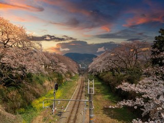 神奈川県 御殿場線沿い 山北桜まつり