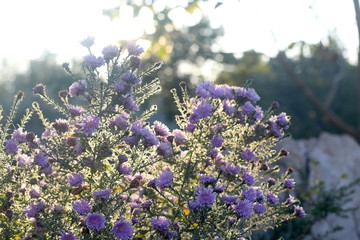 Purple flowers in a beautiful garden, illuminated by sunlight. Selective focus.