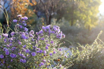 Purple flowers in a beautiful garden, illuminated by sunlight. Selective focus.